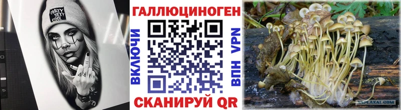 Галлюциногенные грибы Psilocybe  Купить где  Вологда 